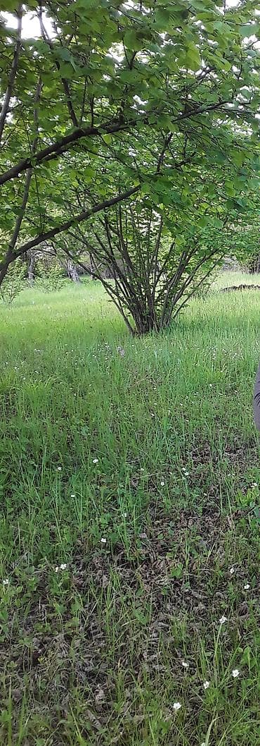 Meyvə bağı – fındıq alma ağacları şabalıd qoz və s ağaclar var