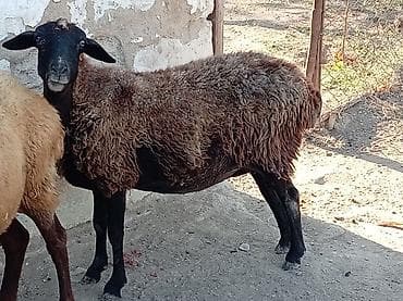 cins heyvanlar: Salam boğaz dişdi cavan qoyun — 2