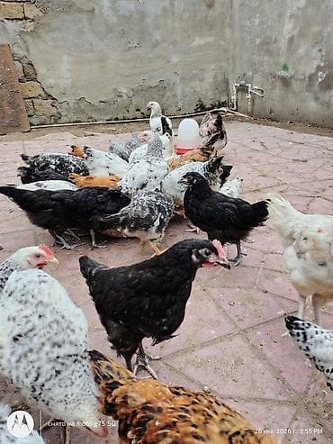 etlik cuce satisi: Toyuq, Australorp, Damazlıq, Ünvandan götürmə — 7