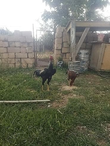 Məhsul: Cins xoruz Təsvir: - Uzunboyun, hündür ayaqlı, əzələli — 3
