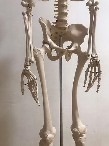 Медицинское оборудование: Viva Science tam ölçülü insan skeleti modeli - Brend: VIVA SCIENCE — 9