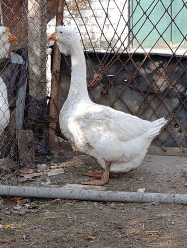 lavanda ordək: Erkək, Damazlıq, Ödənişli çatdırılma — 10