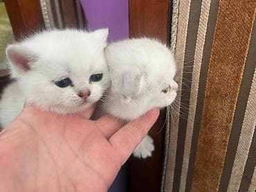 sarı pişik: Ağ rəngli balaca pişiklər – yumşaq, sıx tük örtüyü və iri, tünd — 3