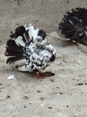 попугай ара цена: Salam Aleykum.Pavlin göyərçinləri.Pavlinlərin təki 15 manata — 6