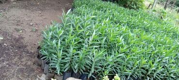 Çöl bitkiləri: Aliandıra Cox sayda alana endirim olacaq — 2