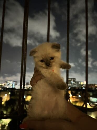 вислоухий кот цена: Шотладская вислоухая, Самец, Самка, В добрые руки — 4