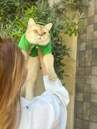 pişik cinsleri: Britan, Erkək — 5