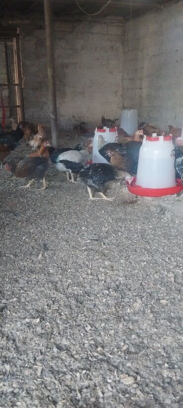 cins xoruz yumurtada banlayar: Toyuq, Yumurtalıq — 8