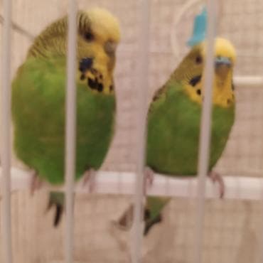 Məhsul: iki ədəd dalğıc cinsinin saçaqlı (boz-yaşıl rəng çalarlarında)