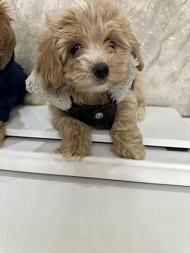 qara it sekilleri: Pudel — 5