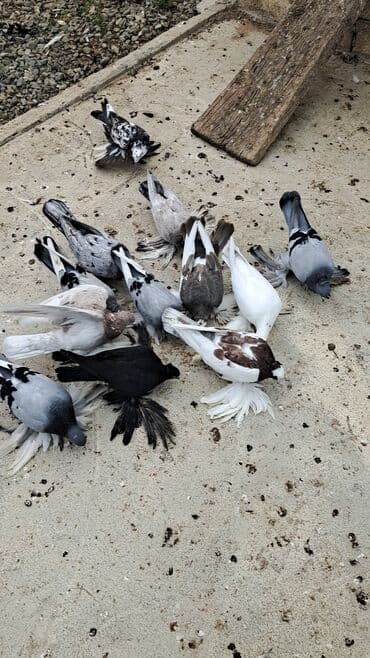 bakida cins ineklerin satisi: 12 DƏNƏ QUŞDU 1 DƏNƏSİ 10 MANATDAN KOM SATILƏR TƏK TƏK ALANDA QİYMƏT — 7