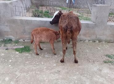 Atlar: Dişi, il: 1, 100 kq, Südlük, Ünvandan götürmə, Ödənişli çatdırılma — 3