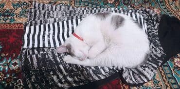 pişik itib: Erkək — 3