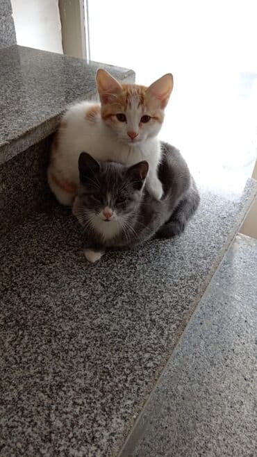 возьму котенка в добрые руки: Şotland, Yaxşı əllərə, Ünvandan götürmə — 1