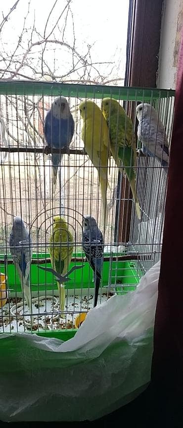 Dalmatin (budaq) quş qəfəsi ilə birlikdə bir neçə dalğalı tutuquşu