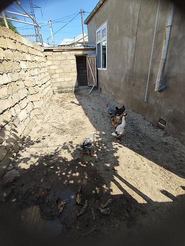 mingecevir mebel: 3 otaqlı, 100 kv. m, Yeni təmirli — 8