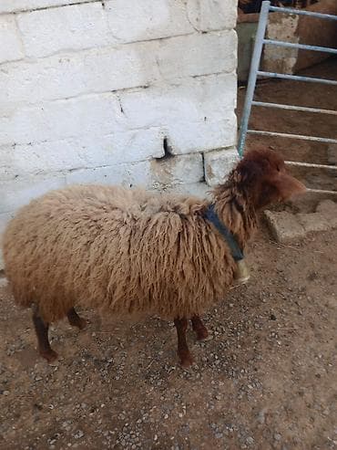 sotland pisiyi satilir: Erkək, Qala, il: 1, Damazlıq — 3