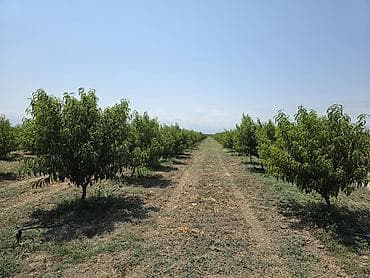 bağ qaycı: ●Xaçmaz Rayonu Ağçay kəndi ●Sənədi Çıxarış- 3,15ha ●Yassı Şaftalı — 4