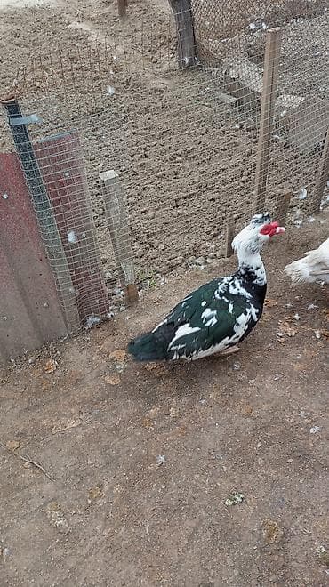 disi alabay: Erkək, | Lal ördək, Ətlik — 1