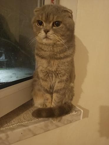 bala pişiklər: Şotland yastı qulaq — 4