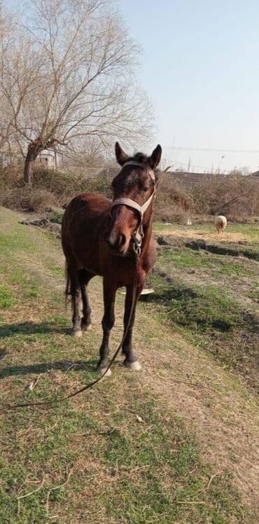dalmatin satilir: Erkək, il: 4, Ünvandan götürmə — 2