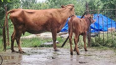 bezekli qoyun sekilleri: Ikinci qarına doğub yanında süni mayalanmadan olan anqus balası var — 9