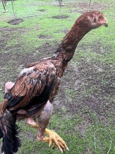 ineklerin satisi: Toyuq cücələri, Damazlıq — 3