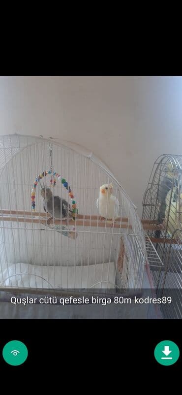 клетка для попугая купить: QUŞLAR disi erkek Şekillerde qiymətlər məlumatlar qeyd olunub unvan — 2