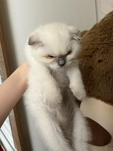 pişik tap az: Şotland — 2