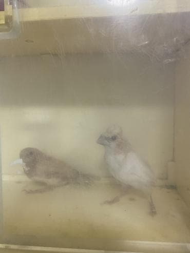 Digər heyvanlar: Benqal amadini
Qiymet 2 ne aitdi
Quwlar Razinde — 2