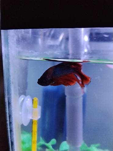 rengli baliqlar: Betta (Petuşok balığı), Sülhsevər — 1