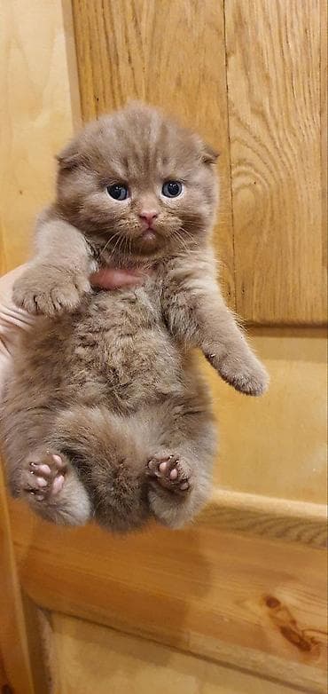 akvarium 120 cm: Şotland yastı qulaq, Erkək, Dişi, Yaxşı əllərə, Ünvandan götürmə, Pulsuz çatdırılma, Ödənişli çatdırılma — 5