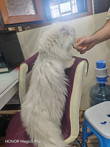 pişik cutləşdirilir: Şinşilla — 5