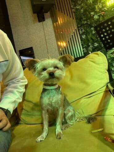 basenc itləri: Yorkşir teryer, 1 il, Dişi, Peyvəndli, Pulsuz çatdırılma — 1