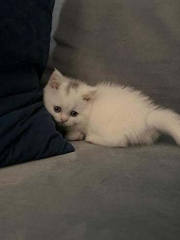 ağ pişik: Şotland, Dişi, Yaxşı əllərə, Ünvandan götürmə — 2