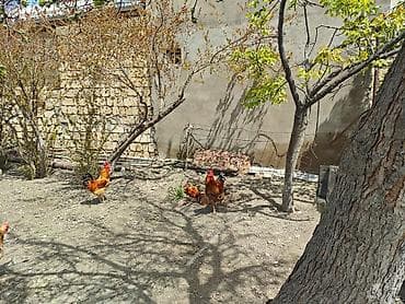bildircin eti satisi: Toyuq, Yumurtalıq — 5