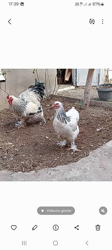 Keçilər, çəpişlər: Toyuq, Brama, Damazlıq — 4