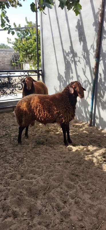 qurbanlıq qoyun: Erkək, Qala, il: 2, 90 kq, Damazlıq, Ünvandan götürmə — 3