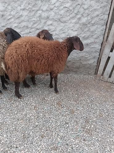 Satlıq qoyunlar – yerli ətlik-yunlu tip. - Say: 3 baş 2 si dişdi 1 lalafo.az -da — 4 Satlıq qoyunlar – yerli ətlik-yunlu tip. - Say: 3 baş 2 si dişdi 1 — 4