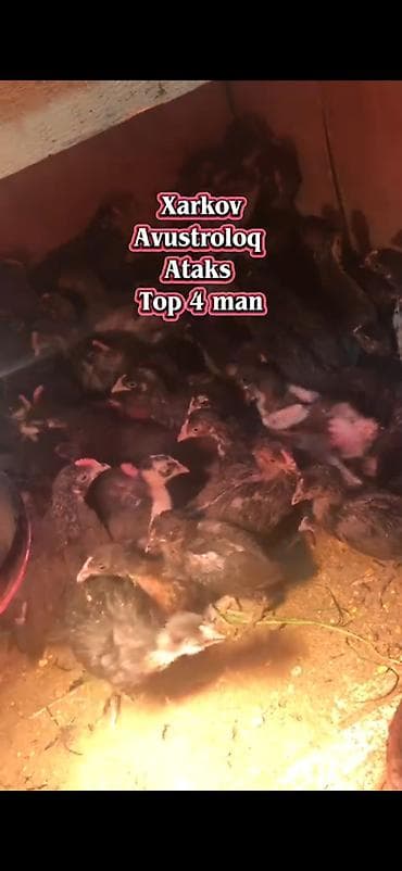 qaz erkek: Toyuq cücələri, Ətlik — 1