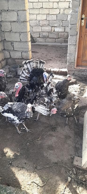 Птицы: 9ayliq Kanada Bronz hinduskalari satilir.4 disi 3 erkek.Diri ceki 1kq — 3