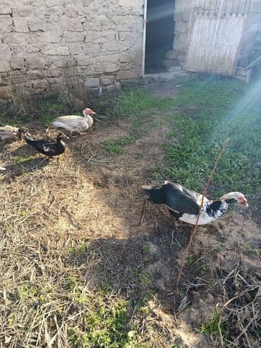 Akvariumlar: Erkek Lal ördək ünvan kürdəxani öz həyətimin heyvanidi — 3