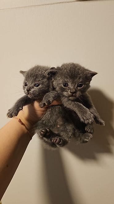 Dişi, Pulsuz çatdırılma