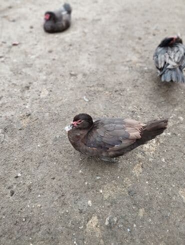 Inəklər, öküzlər: Dişi, | Lal ördək, Damazlıq — 3