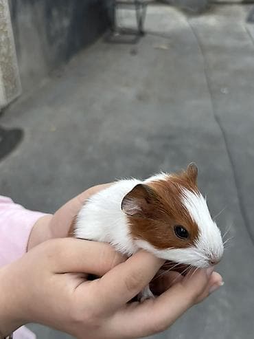 qefes: Trikolor dekorativ dəniz donuzu (guinea pig)(5 ededdir) - Cins — 6