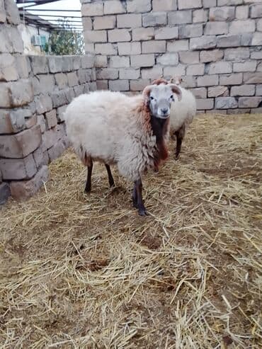 yerli qoyunlar: Dişi, il: 2, Damazlıq — 3