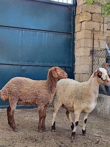 K/t heyvanları və malları: 2 baş yerli qoyun.ana-bala qoyunlar.bala dişidir.qoyunun birinci — 4