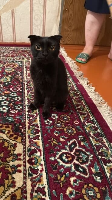 вислоухий кот цена: Şotland yastı qulaq, Yaxşı əllərə — 1