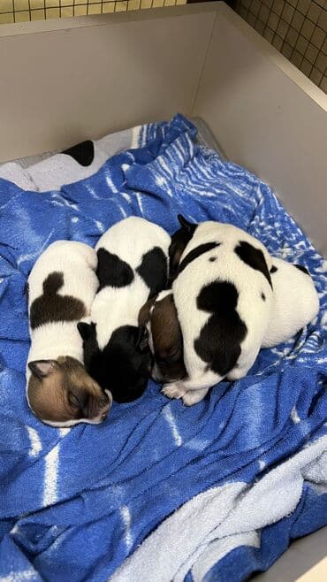 bala it satışı: Cek rassel teryer, Dişi, Ünvandan götürmə — 9