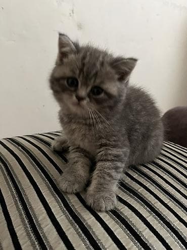 Tabbi — 2